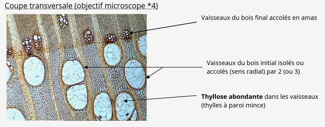 Capture microscopique révélant les caractéristiques du bois de robinier