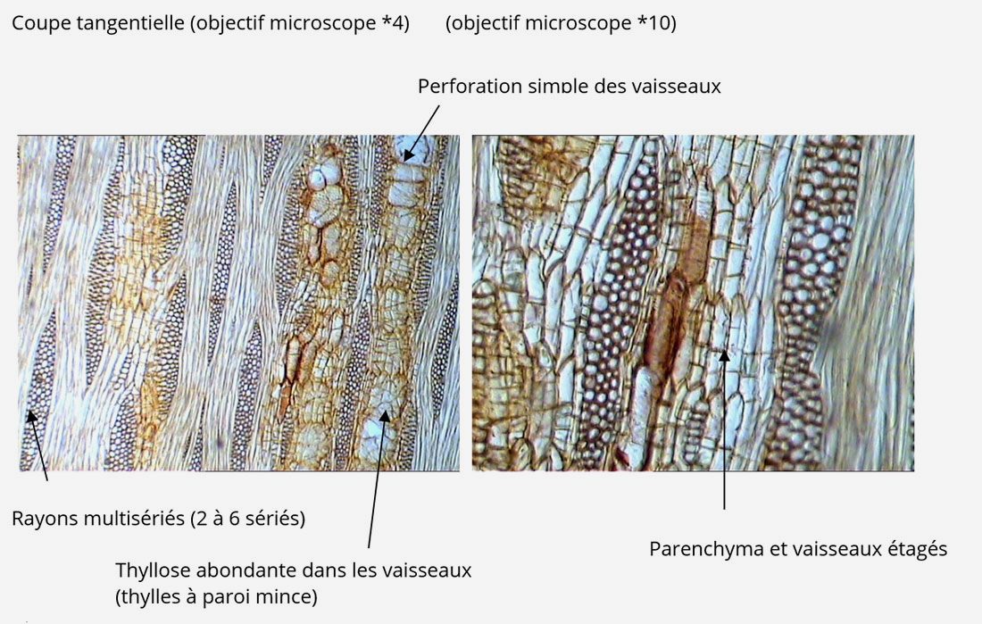 Observation des caractéristiques microscopiques du robinier. Plongez dans le monde miniature de ce bois, révélant sa texture, sa densité et d'autres détails qui contribuent à ses propriétés remarquables.