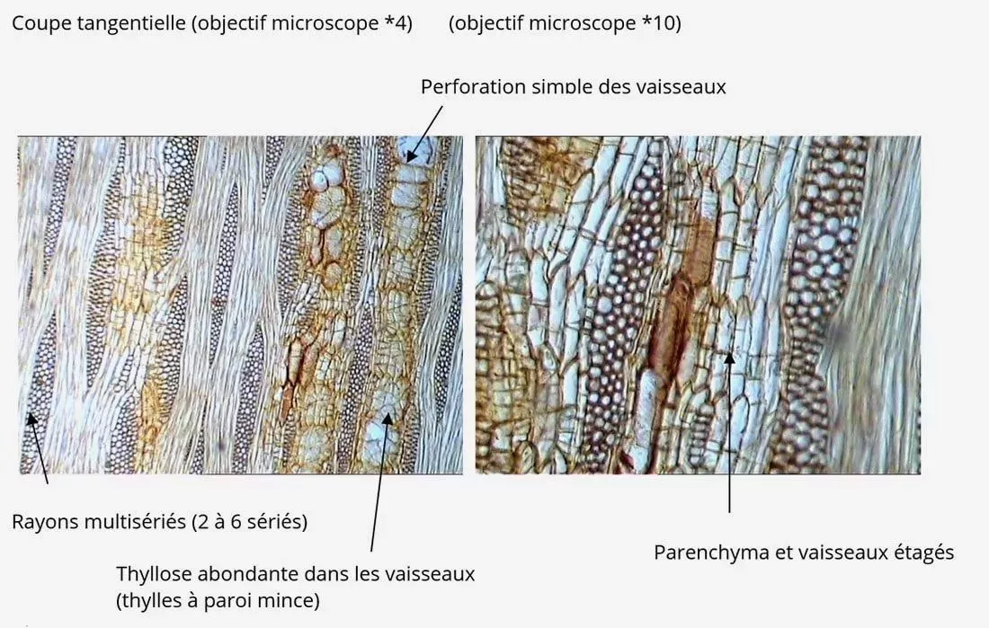 caractéristiques microscopiques du robinier