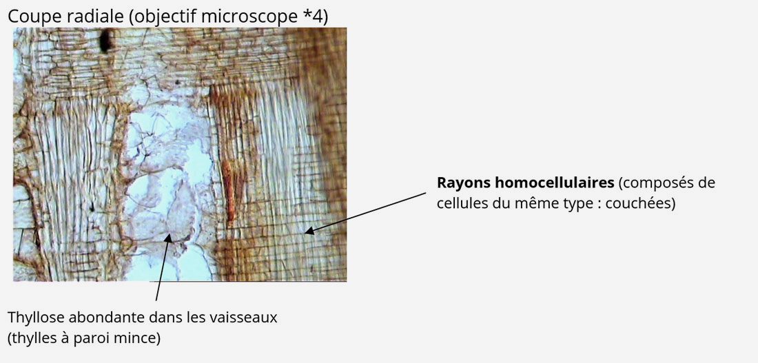 Image détaillant les caractéristiques microscopiques du bois de robinier. Explorez la structure unique de ce matériau, mettant en lumière sa résistance et sa beauté à une échelle microscopique.