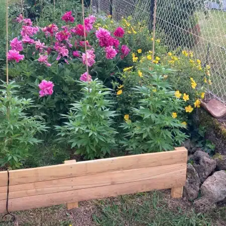 carré culture potager robinier acacia